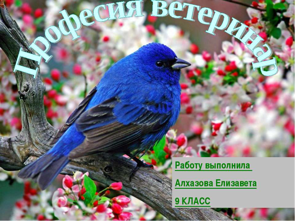 Професия ветеринар Учебники, Презентации и Подготовка к Экзаменам для Школьников на Klass-Uchebnik.com