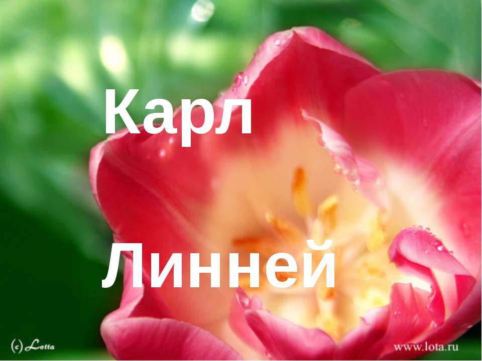 Карл Линней Учебники, Презентации и Подготовка к Экзаменам для Школьников на Klass-Uchebnik.com