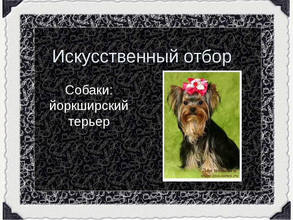 Собаки: йоркширский терьер - Учебники, Презентации и Подготовка к Экзаменам для Школьников на Klass-Uchebnik.com