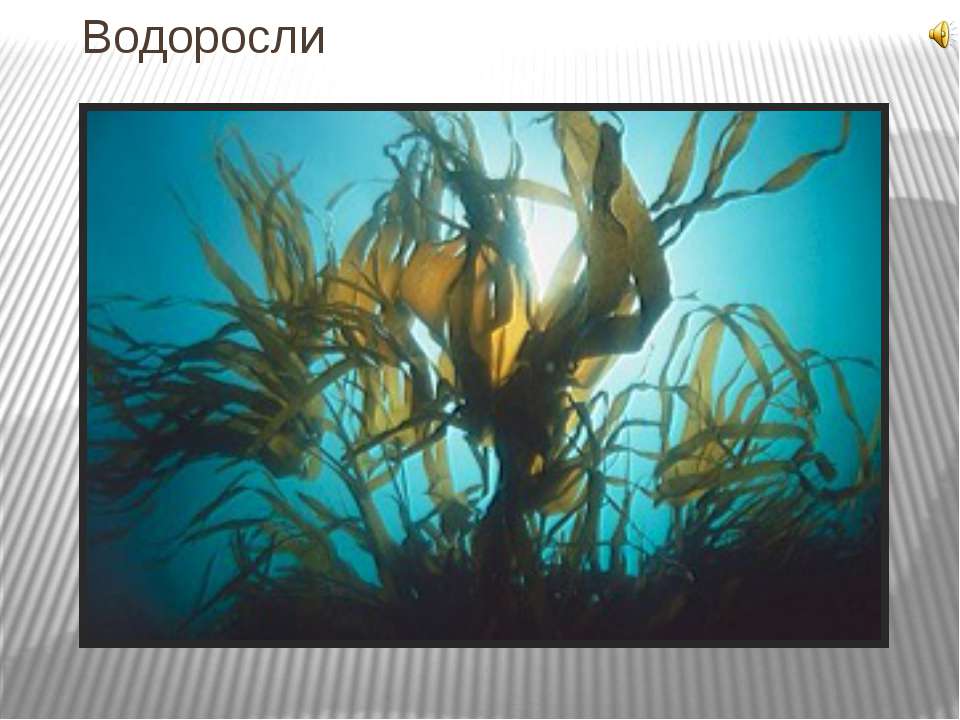 Водоросли 6 класс - Учебники, Презентации и Подготовка к Экзаменам для Школьников на Klass-Uchebnik.com