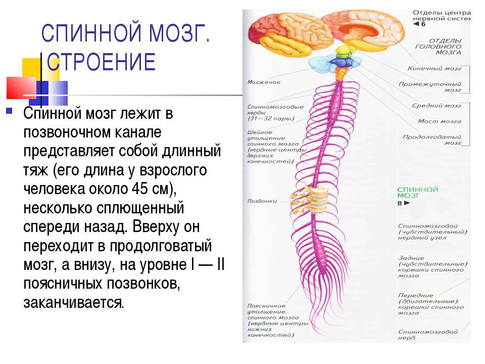 СПИННОЙ МОЗГ. СТРОЕНИЕ - Учебники, Презентации и Подготовка к Экзаменам для Школьников на Klass-Uchebnik.com