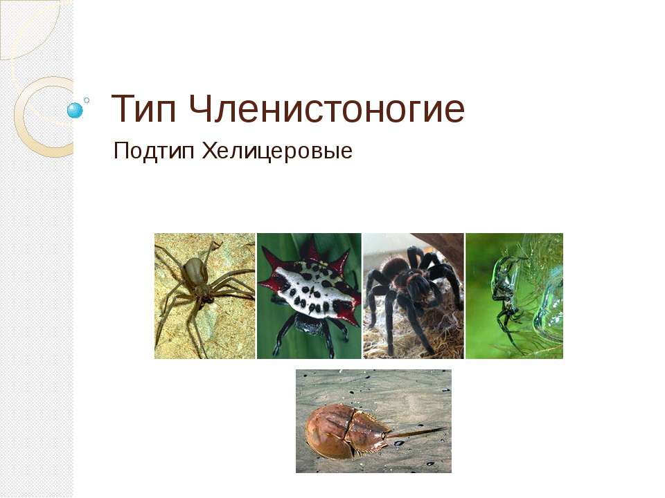 Тип Членистоногие. Подтип Хелицеровые Учебники, Презентации и Подготовка к Экзаменам для Школьников на Klass-Uchebnik.com