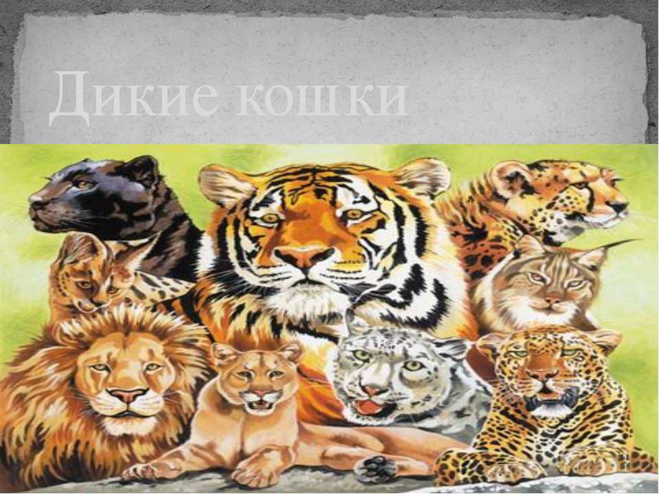 Дикие кошки Учебники, Презентации и Подготовка к Экзаменам для Школьников на Klass-Uchebnik.com