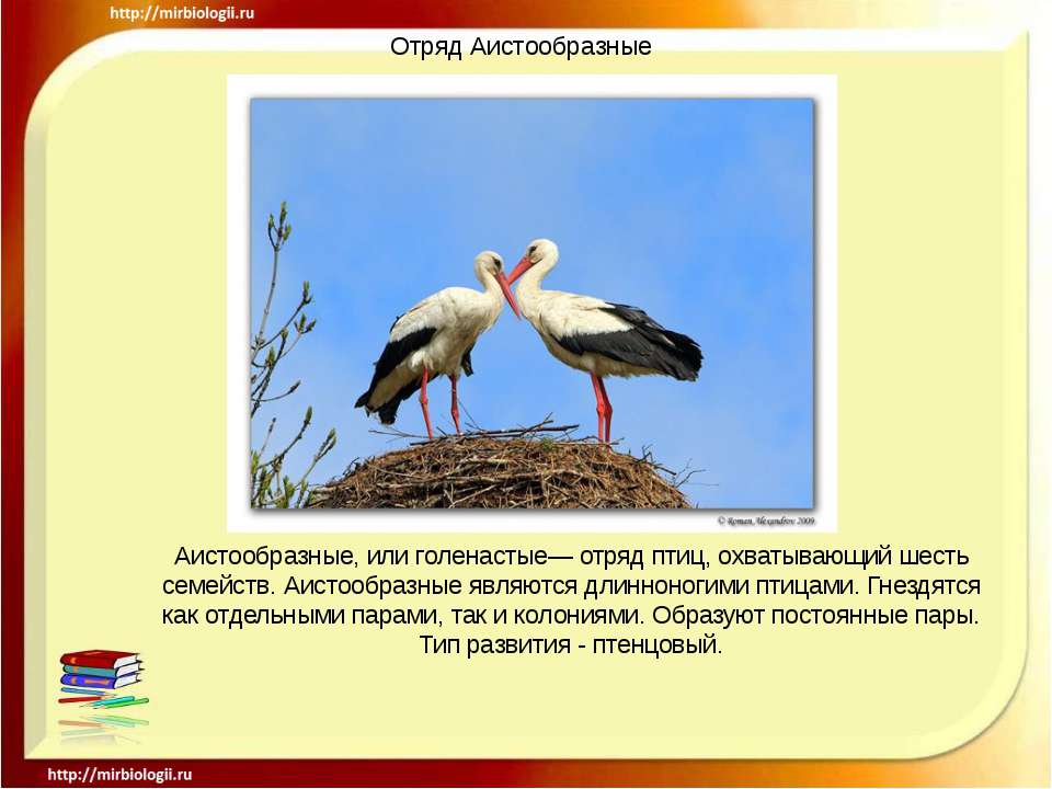 Отряд Аистообразные Учебники, Презентации и Подготовка к Экзаменам для Школьников на Klass-Uchebnik.com