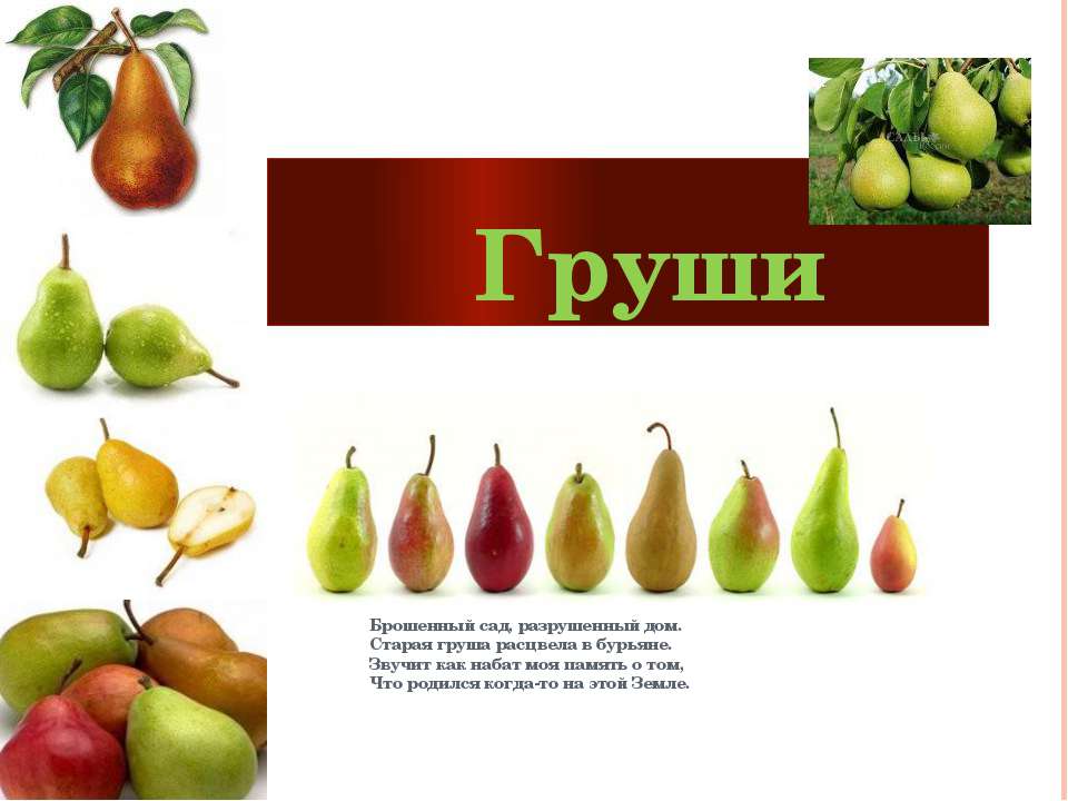 Груши Учебники, Презентации и Подготовка к Экзаменам для Школьников на Klass-Uchebnik.com