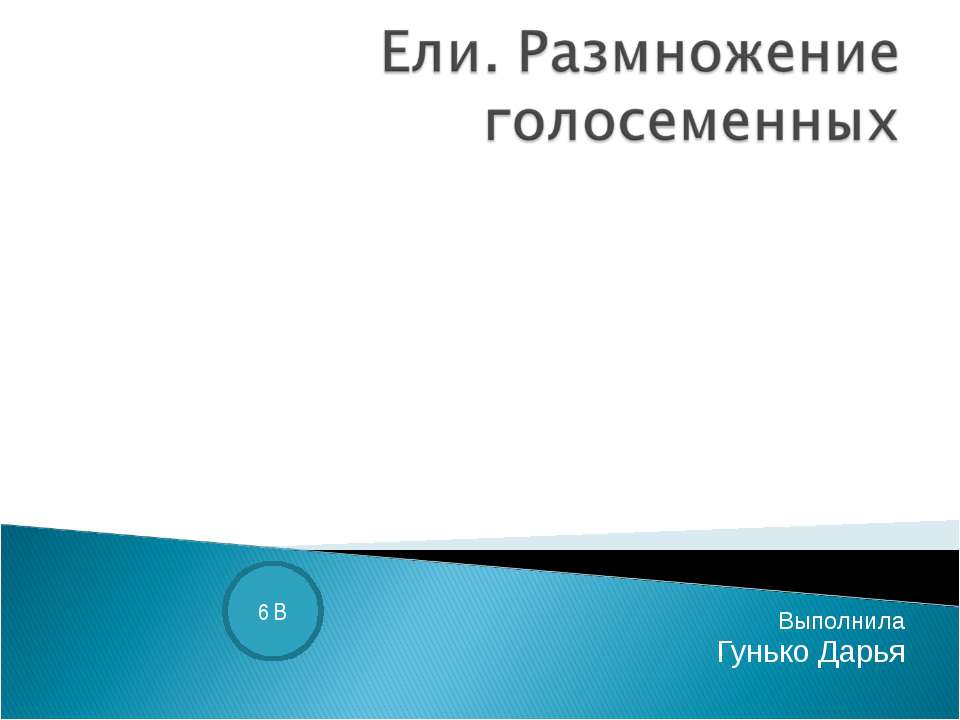 Ели. Размножение голосеменных Учебники, Презентации и Подготовка к Экзаменам для Школьников на Klass-Uchebnik.com