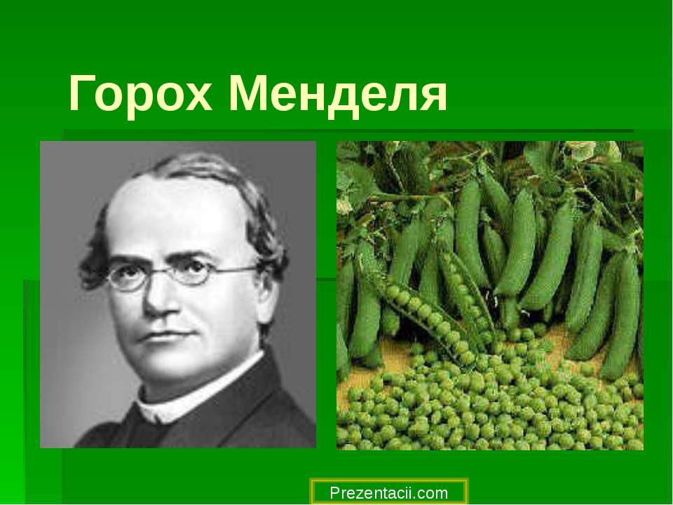 Горох Менделя Учебники, Презентации и Подготовка к Экзаменам для Школьников на Klass-Uchebnik.com
