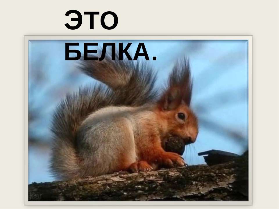 Это белка - Учебники, Презентации и Подготовка к Экзаменам для Школьников на Klass-Uchebnik.com