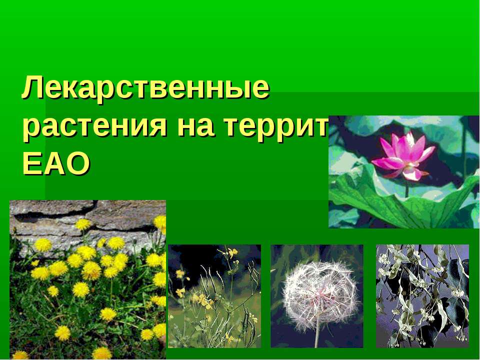 Лекарственные растения на территории ЕАО - Учебники, Презентации и Подготовка к Экзаменам для Школьников на Klass-Uchebnik.com