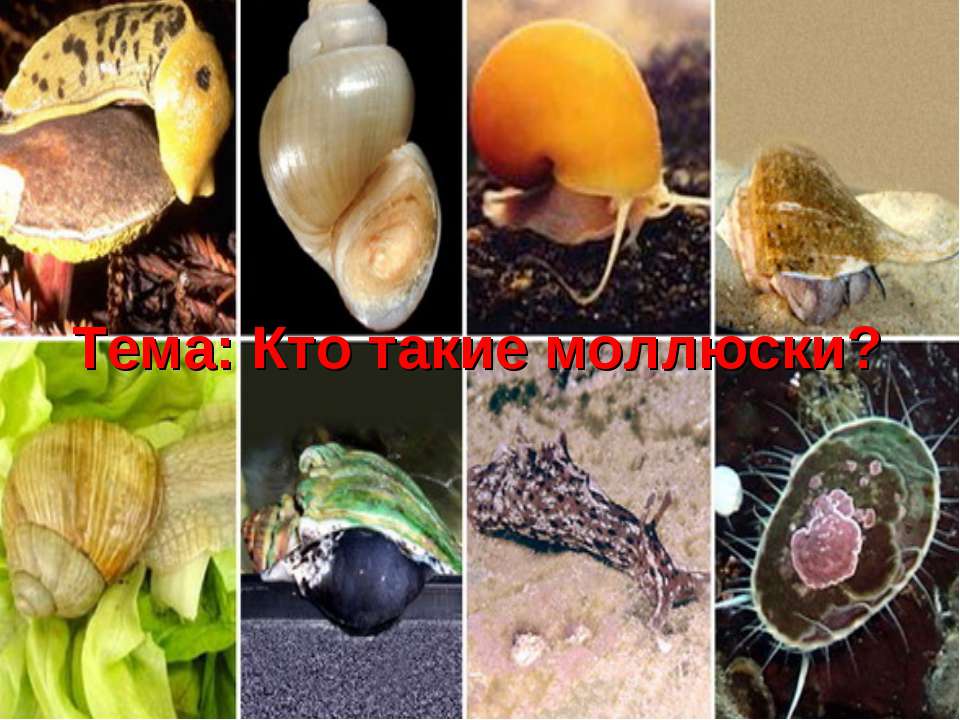 Кто такие моллюски? Учебники, Презентации и Подготовка к Экзаменам для Школьников на Klass-Uchebnik.com