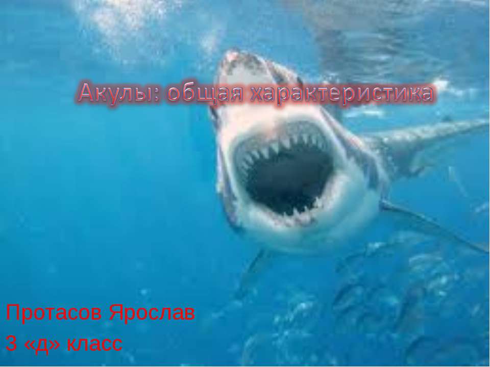 Акулы: общая характеристика Учебники, Презентации и Подготовка к Экзаменам для Школьников на Klass-Uchebnik.com