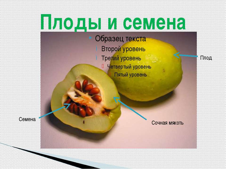 ПЛОДЫ И СЕМЕНА - Учебники, Презентации и Подготовка к Экзаменам для Школьников на Klass-Uchebnik.com