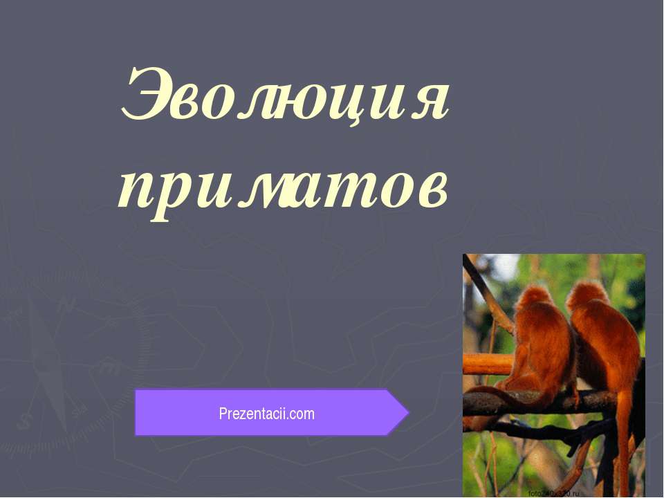 Эволюция приматов - Учебники, Презентации и Подготовка к Экзаменам для Школьников на Klass-Uchebnik.com