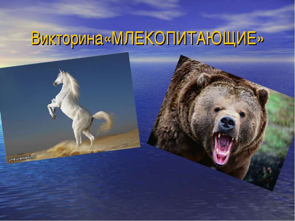 Викторина «МЛЕКОПИТАЮЩИЕ» - Учебники, Презентации и Подготовка к Экзаменам для Школьников на Klass-Uchebnik.com