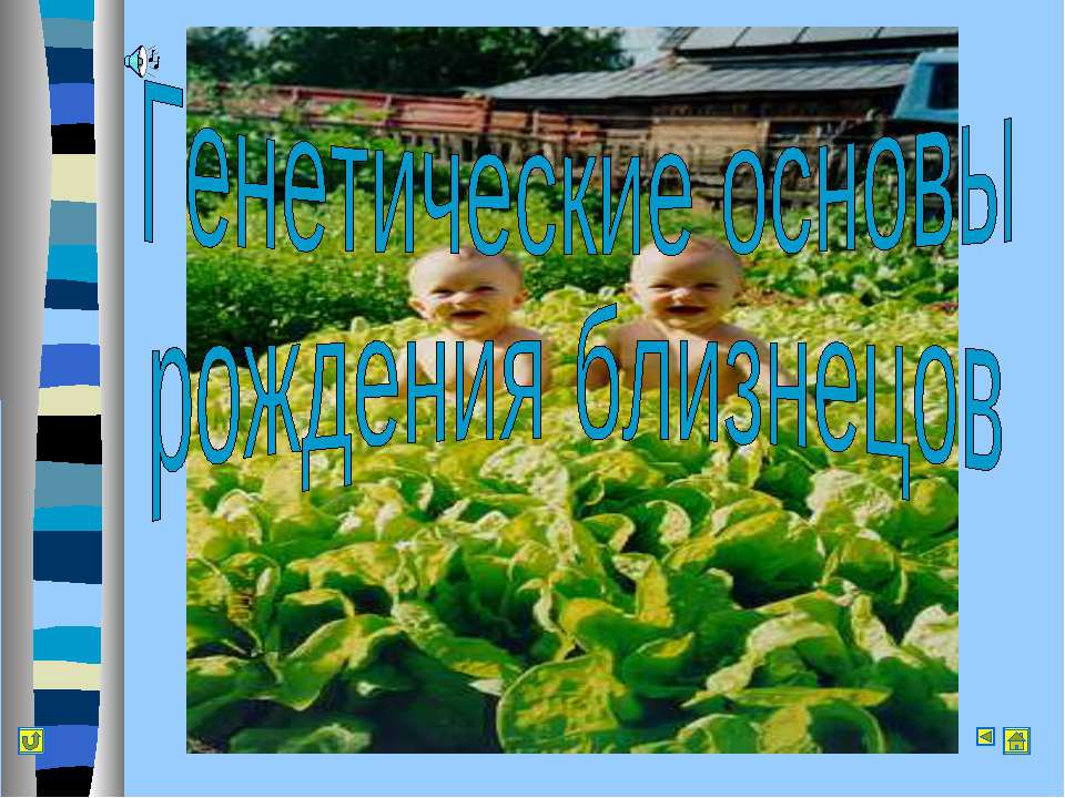 Генетические основы рождения близнецов - Учебники, Презентации и Подготовка к Экзаменам для Школьников на Klass-Uchebnik.com