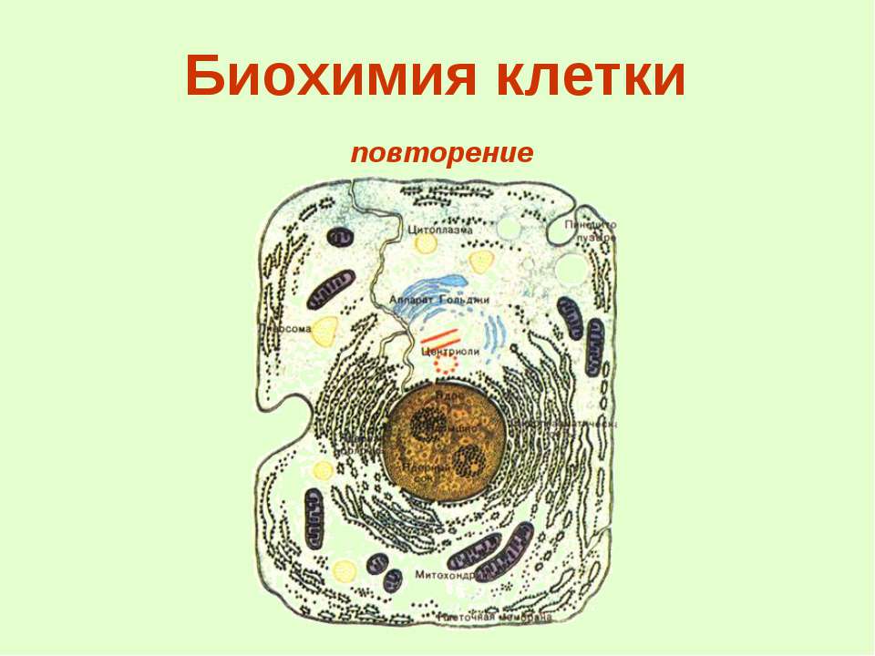 Биохимия клетки - Учебники, Презентации и Подготовка к Экзаменам для Школьников на Klass-Uchebnik.com