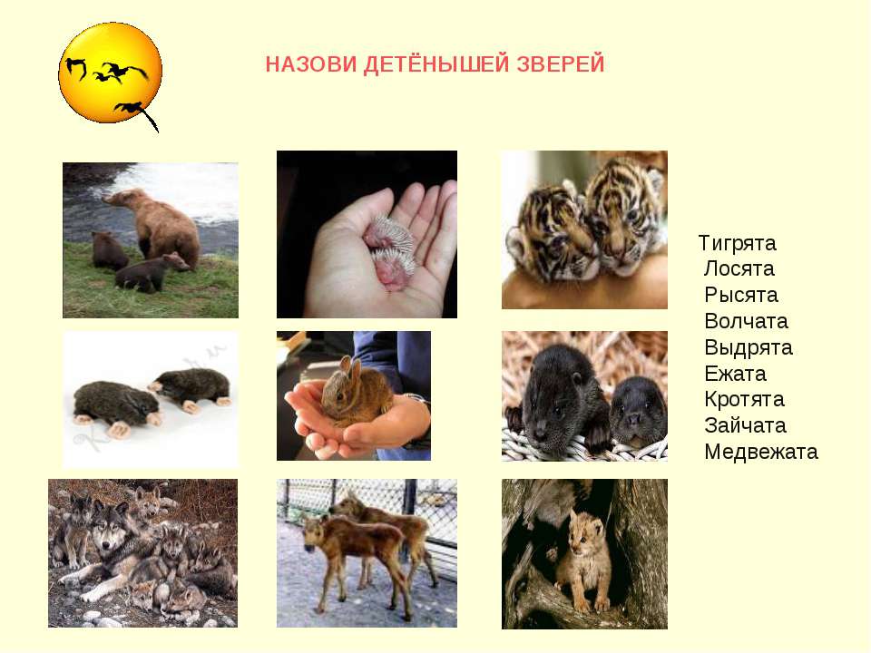 Назови детёнышей зверей Учебники, Презентации и Подготовка к Экзаменам для Школьников на Klass-Uchebnik.com