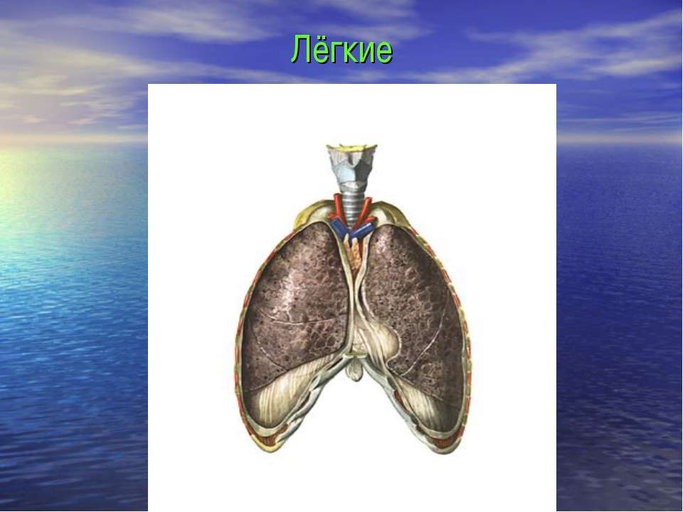 Лёгкие Учебники, Презентации и Подготовка к Экзаменам для Школьников на Klass-Uchebnik.com