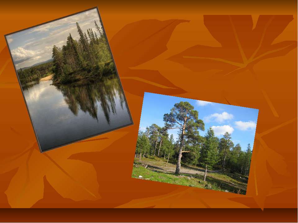 Сосновый лес Учебники, Презентации и Подготовка к Экзаменам для Школьников на Klass-Uchebnik.com