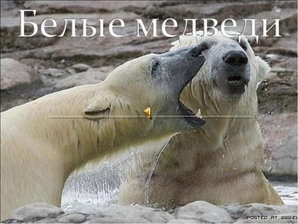 Белые медведи Учебники, Презентации и Подготовка к Экзаменам для Школьников на Klass-Uchebnik.com