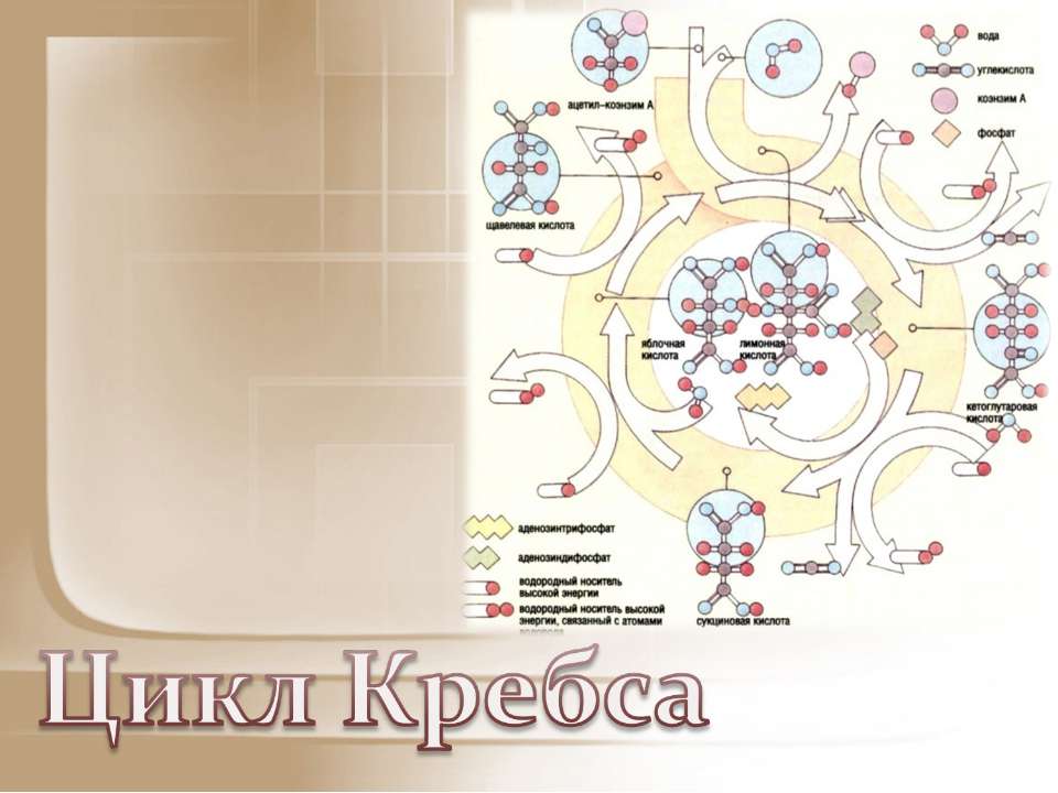 Цикл Кребса - Учебники, Презентации и Подготовка к Экзаменам для Школьников на Klass-Uchebnik.com