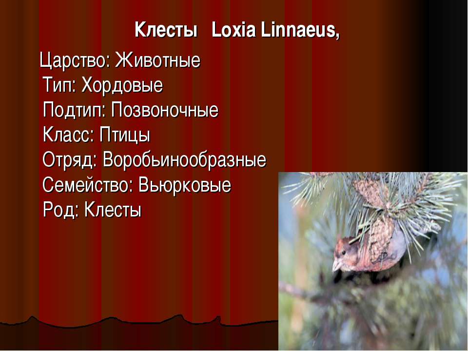 Клесты Loxia Linnaeus Учебники, Презентации и Подготовка к Экзаменам для Школьников на Klass-Uchebnik.com