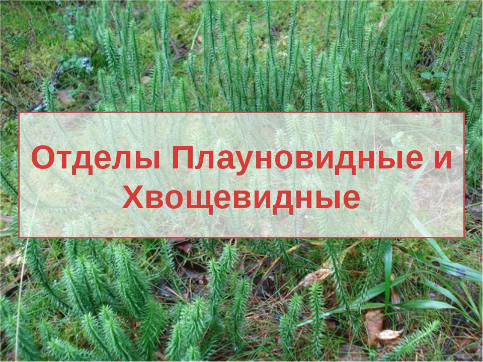 Отделы Плауновидные и Хвощевидные Учебники, Презентации и Подготовка к Экзаменам для Школьников на Klass-Uchebnik.com