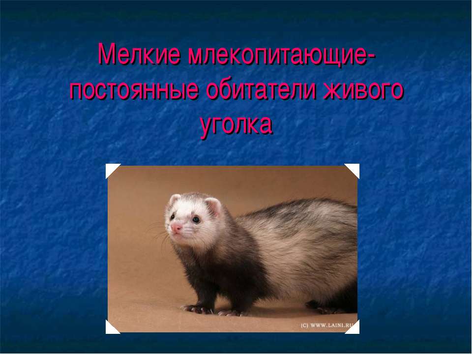 Мелкие млекопитающие- постоянные обитатели живого уголка Учебники, Презентации и Подготовка к Экзаменам для Школьников на Klass-Uchebnik.com