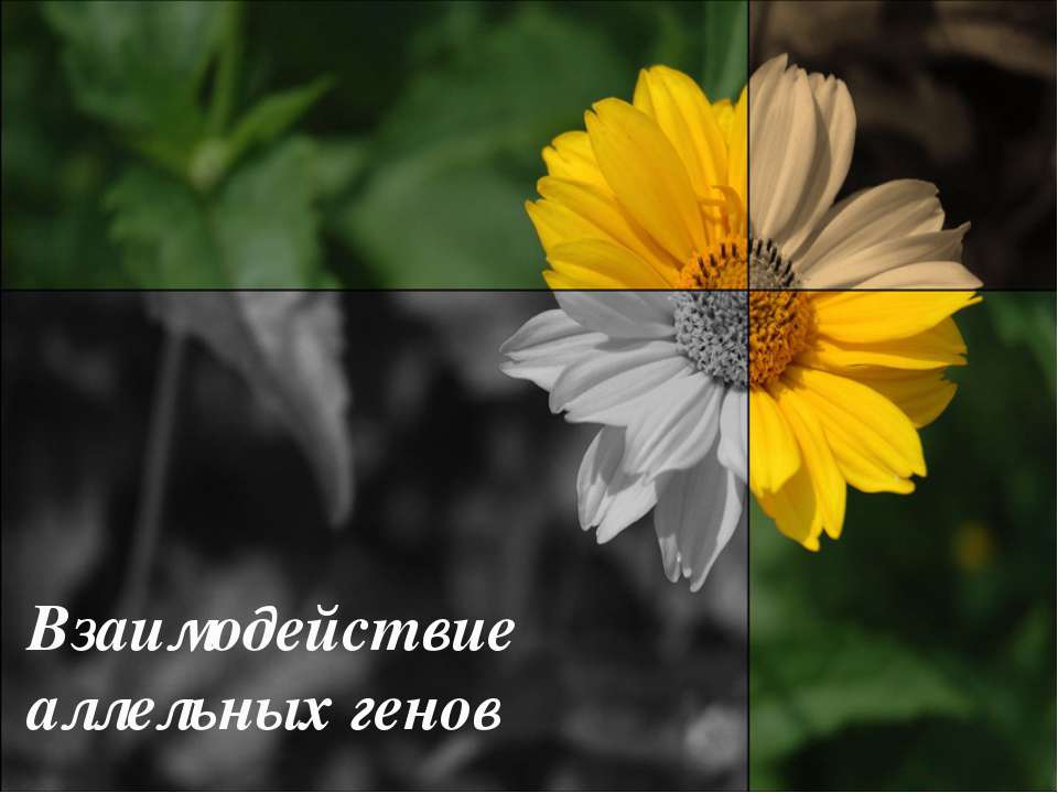 Взаимодействие аллельных генов Учебники, Презентации и Подготовка к Экзаменам для Школьников на Klass-Uchebnik.com