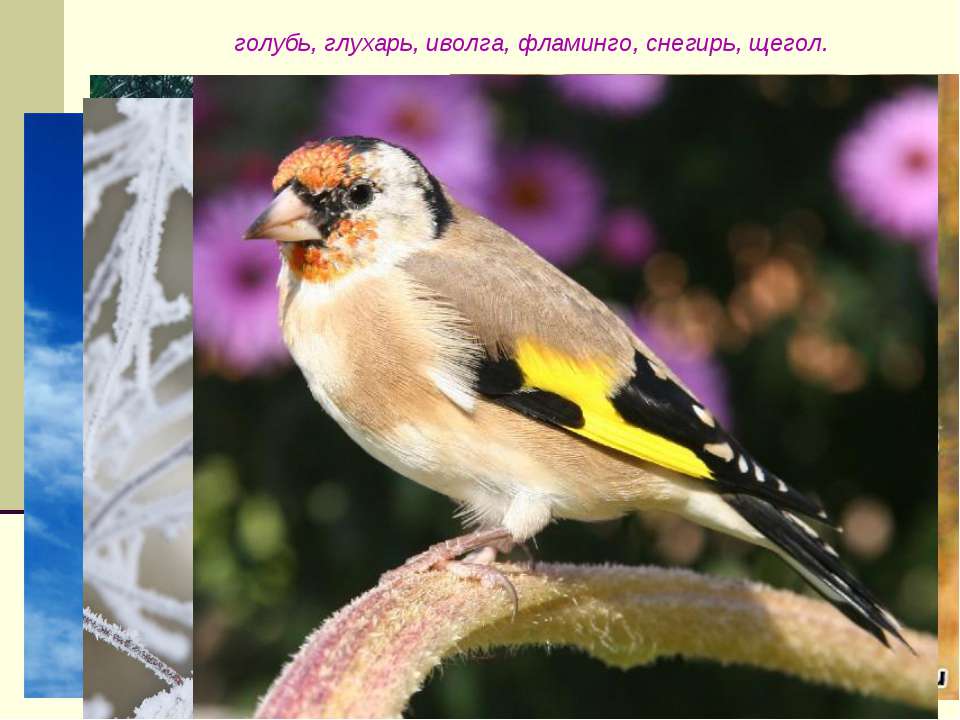 Звуки [ к ] [ к ] - [ г ] Учебники, Презентации и Подготовка к Экзаменам для Школьников на Klass-Uchebnik.com