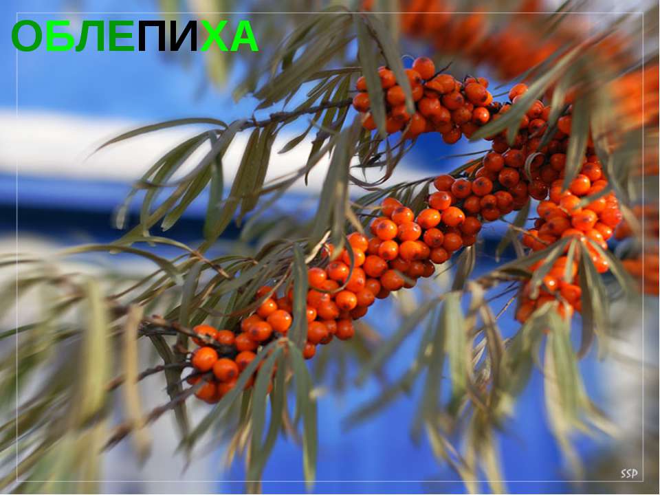 Облепиха Учебники, Презентации и Подготовка к Экзаменам для Школьников на Klass-Uchebnik.com