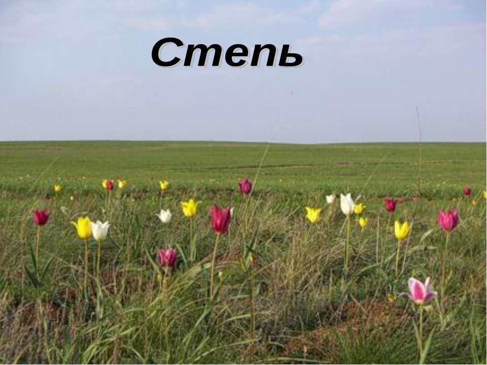 Степь - Учебники, Презентации и Подготовка к Экзаменам для Школьников на Klass-Uchebnik.com