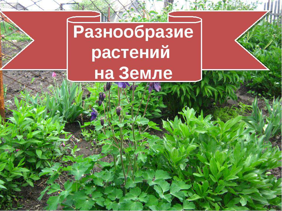 Разнообразие растений на Земле - Учебники, Презентации и Подготовка к Экзаменам для Школьников на Klass-Uchebnik.com