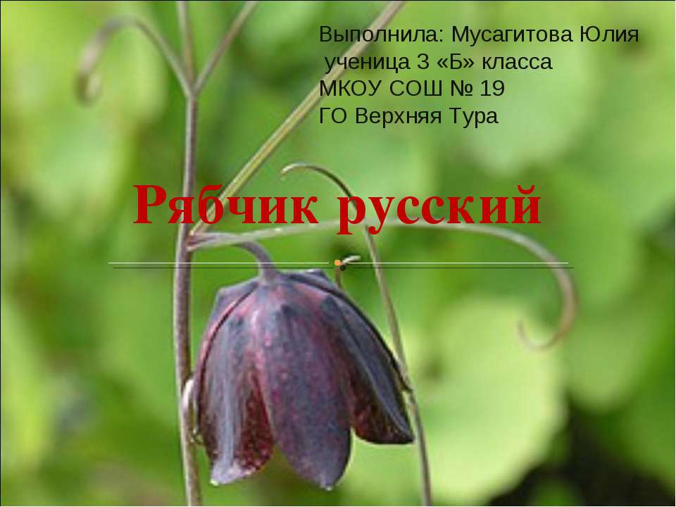 Рябчик русский Учебники, Презентации и Подготовка к Экзаменам для Школьников на Klass-Uchebnik.com