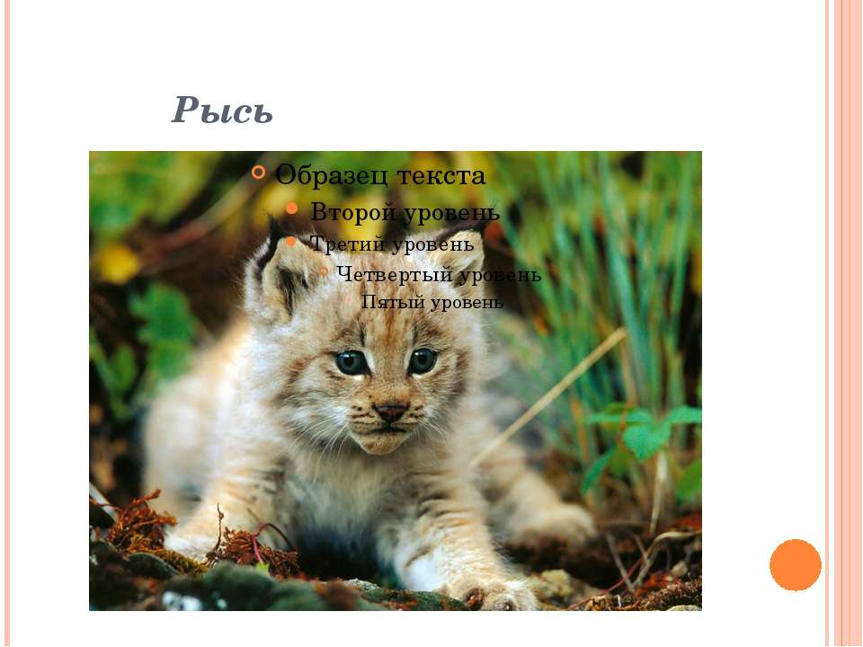 Рысь Учебники, Презентации и Подготовка к Экзаменам для Школьников на Klass-Uchebnik.com