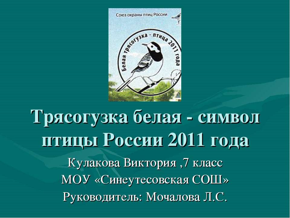 Трясогузка белая - символ птицы России 2011 года Учебники, Презентации и Подготовка к Экзаменам для Школьников на Klass-Uchebnik.com