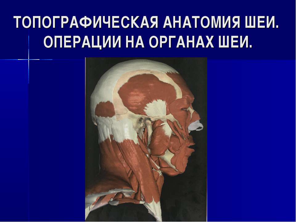 Топографическая анатомия шеи. Операции на органах шеи - Учебники, Презентации и Подготовка к Экзаменам для Школьников на Klass-Uchebnik.com