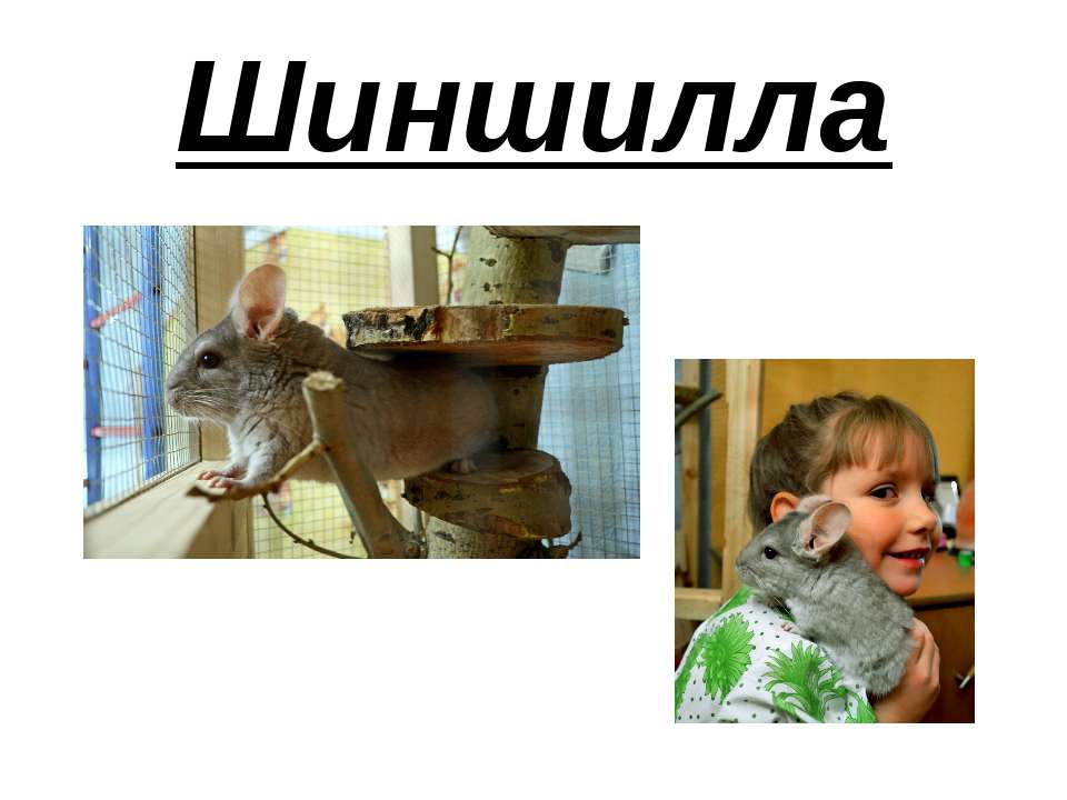 Шиншилла Учебники, Презентации и Подготовка к Экзаменам для Школьников на Klass-Uchebnik.com