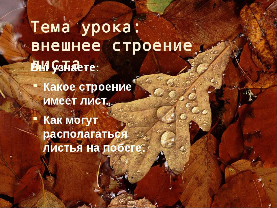 Внешнее строение листа Учебники, Презентации и Подготовка к Экзаменам для Школьников на Klass-Uchebnik.com