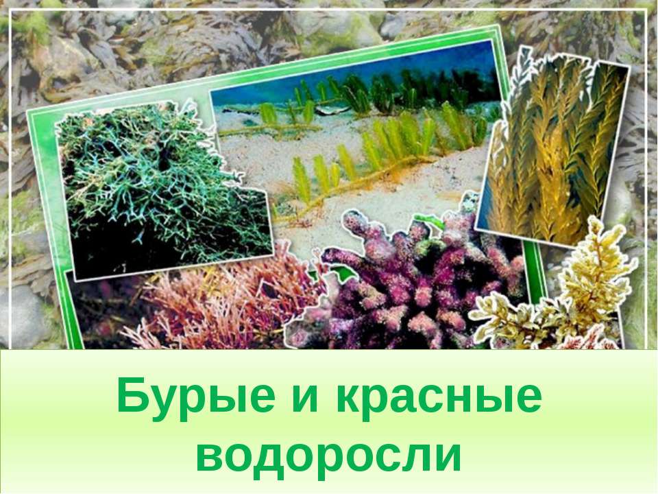 Бурые и красные водоросли - Учебники, Презентации и Подготовка к Экзаменам для Школьников на Klass-Uchebnik.com