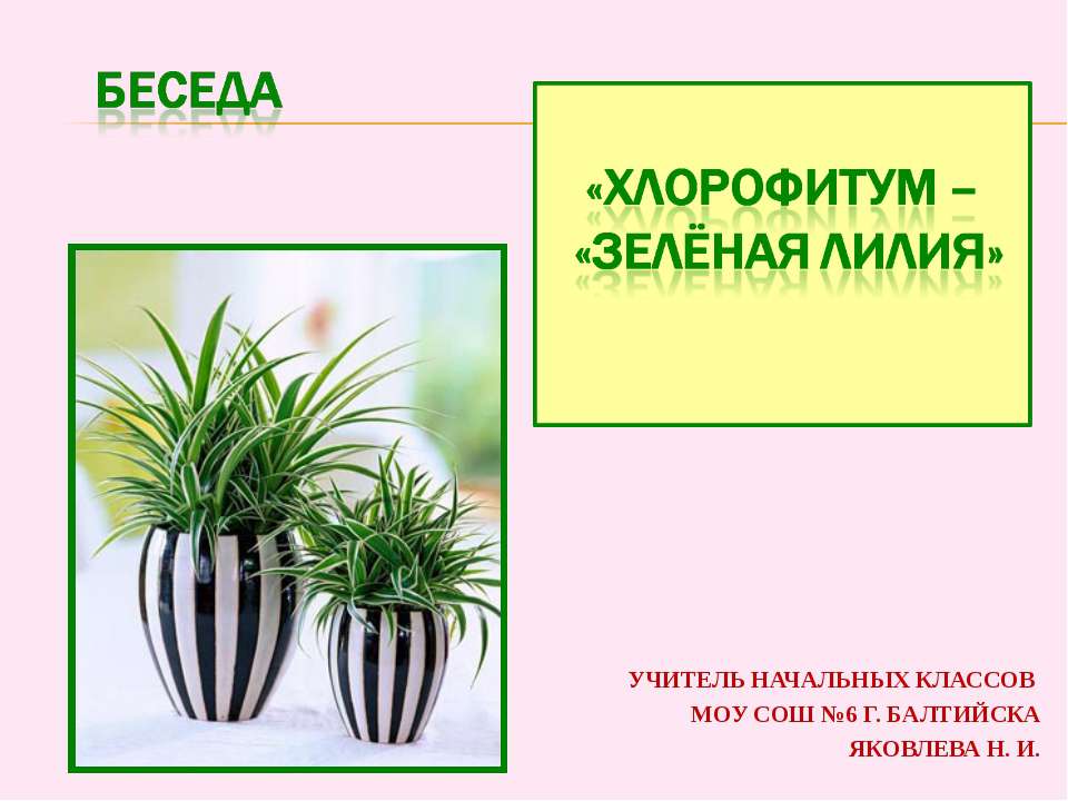 Хлорофитум - "зеленая лилия" Учебники, Презентации и Подготовка к Экзаменам для Школьников на Klass-Uchebnik.com