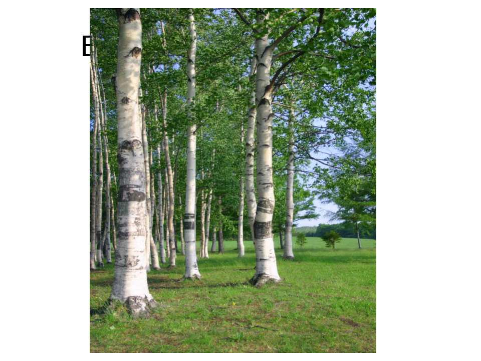 Березка русская Учебники, Презентации и Подготовка к Экзаменам для Школьников на Klass-Uchebnik.com