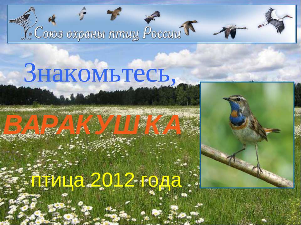 Варакушка - Учебники, Презентации и Подготовка к Экзаменам для Школьников на Klass-Uchebnik.com