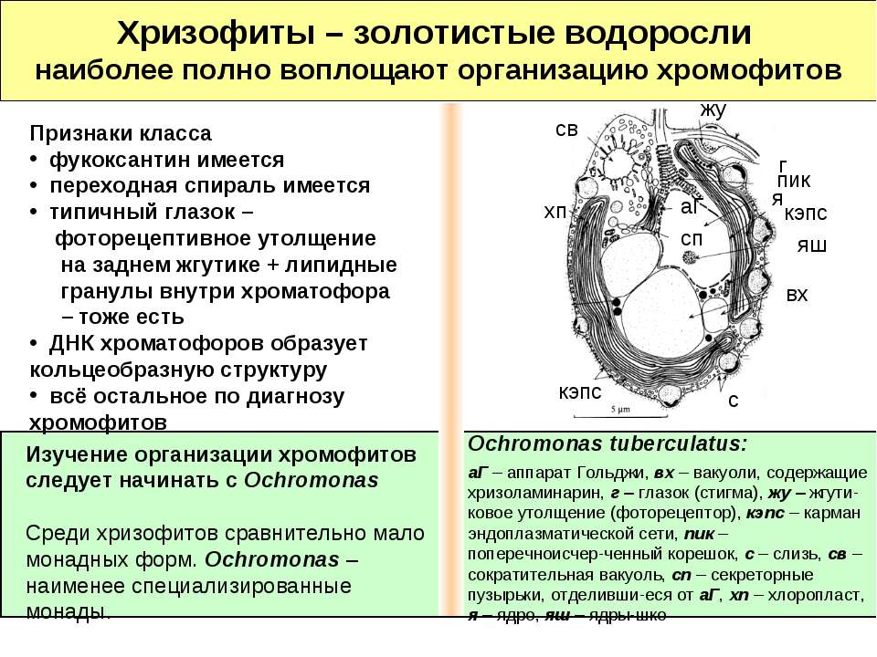 Хризофиты – золотистые водоросли Учебники, Презентации и Подготовка к Экзаменам для Школьников на Klass-Uchebnik.com