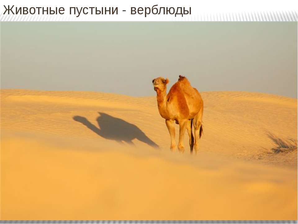 Животные пустыни Учебники, Презентации и Подготовка к Экзаменам для Школьников на Klass-Uchebnik.com
