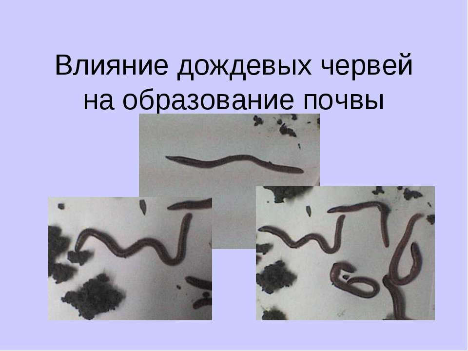 Влияние дождевых червей на образование почвы Учебники, Презентации и Подготовка к Экзаменам для Школьников на Klass-Uchebnik.com