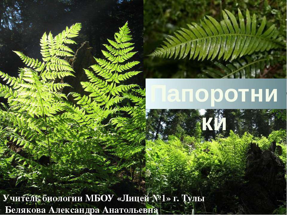 Папоротники - Учебники, Презентации и Подготовка к Экзаменам для Школьников на Klass-Uchebnik.com