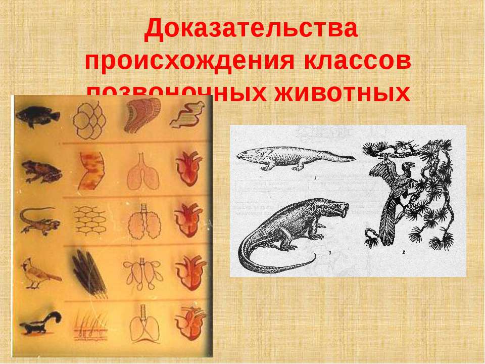 Доказательства происхождения классов позвоночных животных Учебники, Презентации и Подготовка к Экзаменам для Школьников на Klass-Uchebnik.com