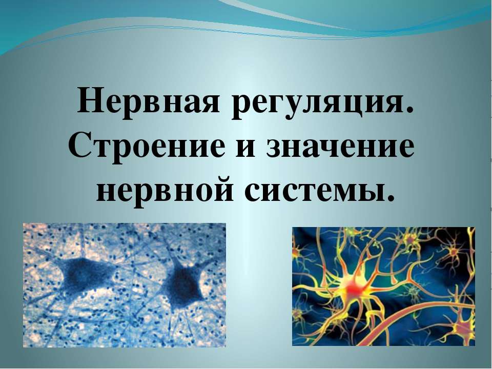 Нервная регуляция. Строение и значение нервной системы Учебники, Презентации и Подготовка к Экзаменам для Школьников на Klass-Uchebnik.com
