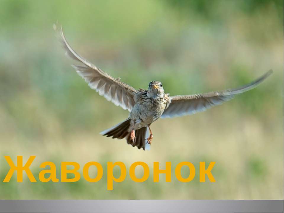 Жаворонок Учебники, Презентации и Подготовка к Экзаменам для Школьников на Klass-Uchebnik.com